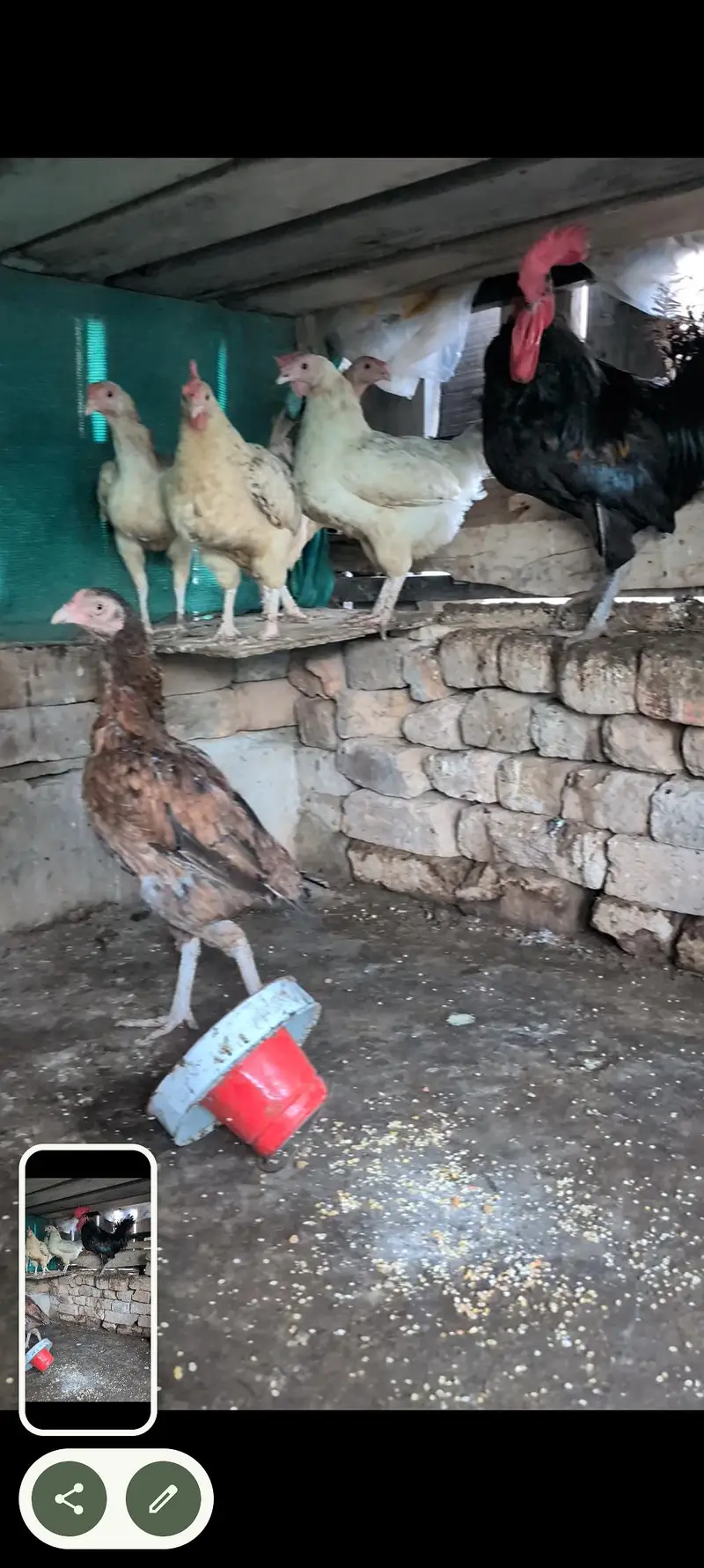 aseel, misri and Desi hens setup — photo 8