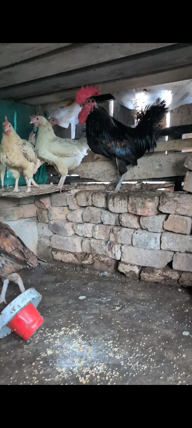 aseel, misri and Desi hens setup — photo 9