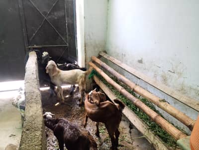5goats male