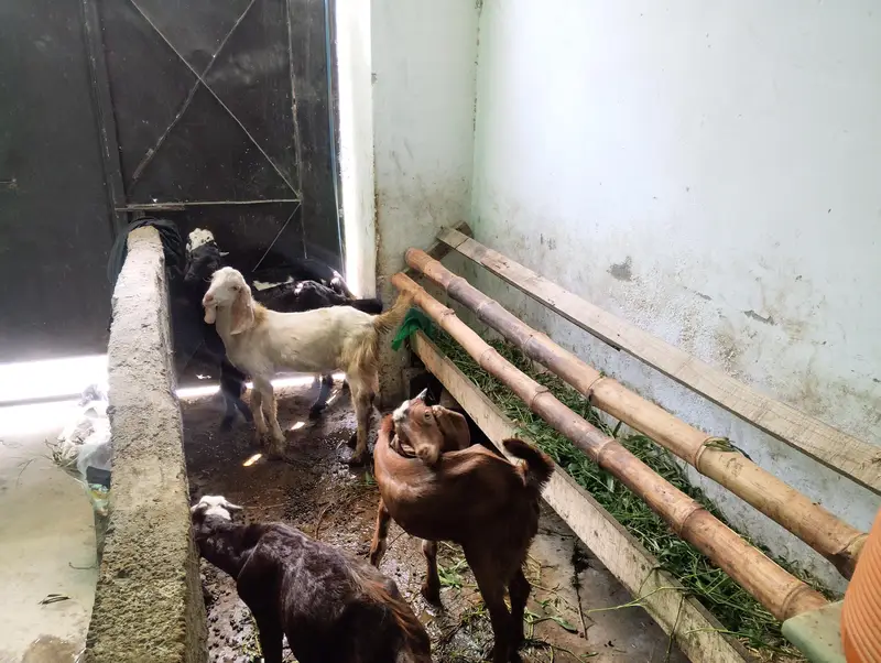 5goats male