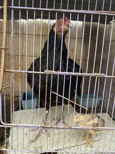Hens for sale with two chicks hen desi ha bacha assell hain