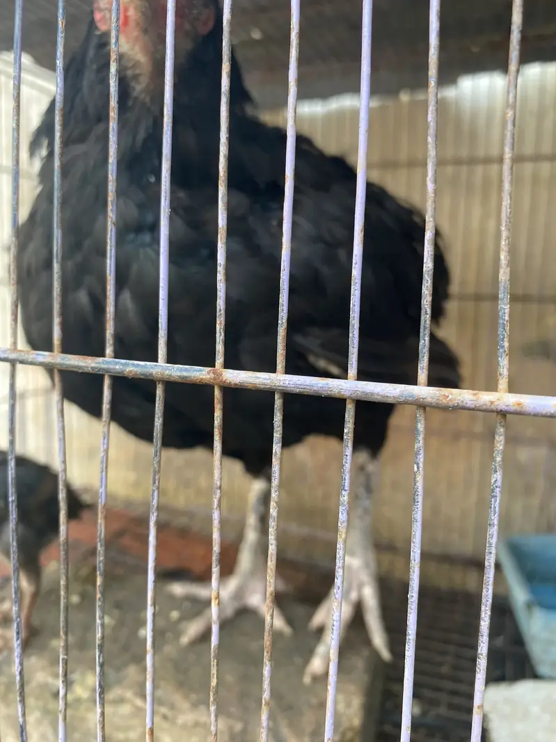 Hens for sale with two chicks hen desi ha bacha assell hain — photo 2