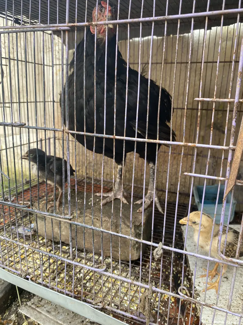 Hens for sale with two chicks hen desi ha bacha assell hain — photo 3
