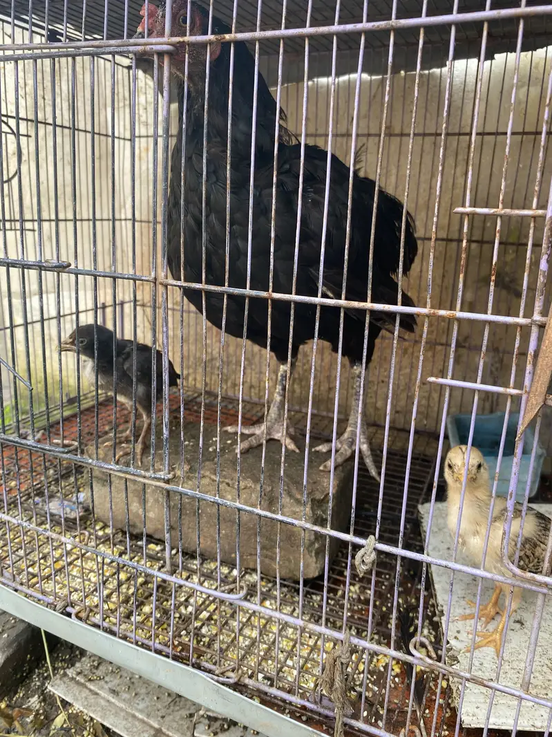 Hens for sale with two chicks hen desi ha bacha assell hain — photo 4