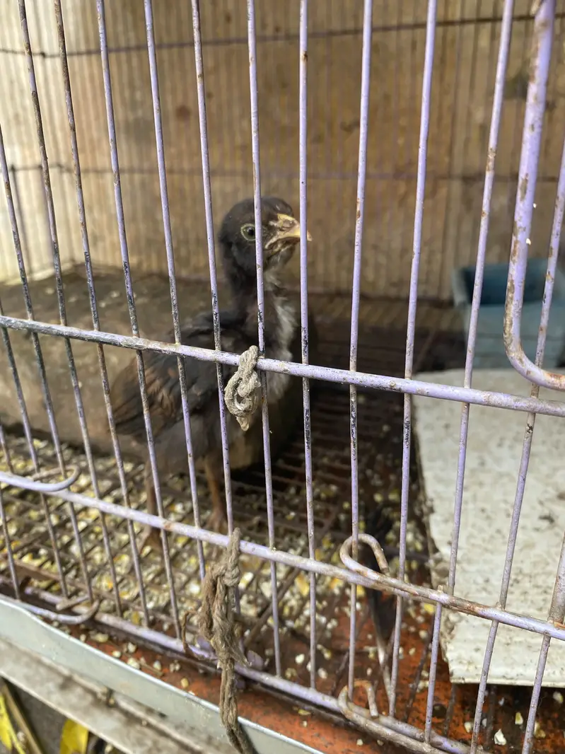 Hens for sale with two chicks hen desi ha bacha assell hain — photo 5