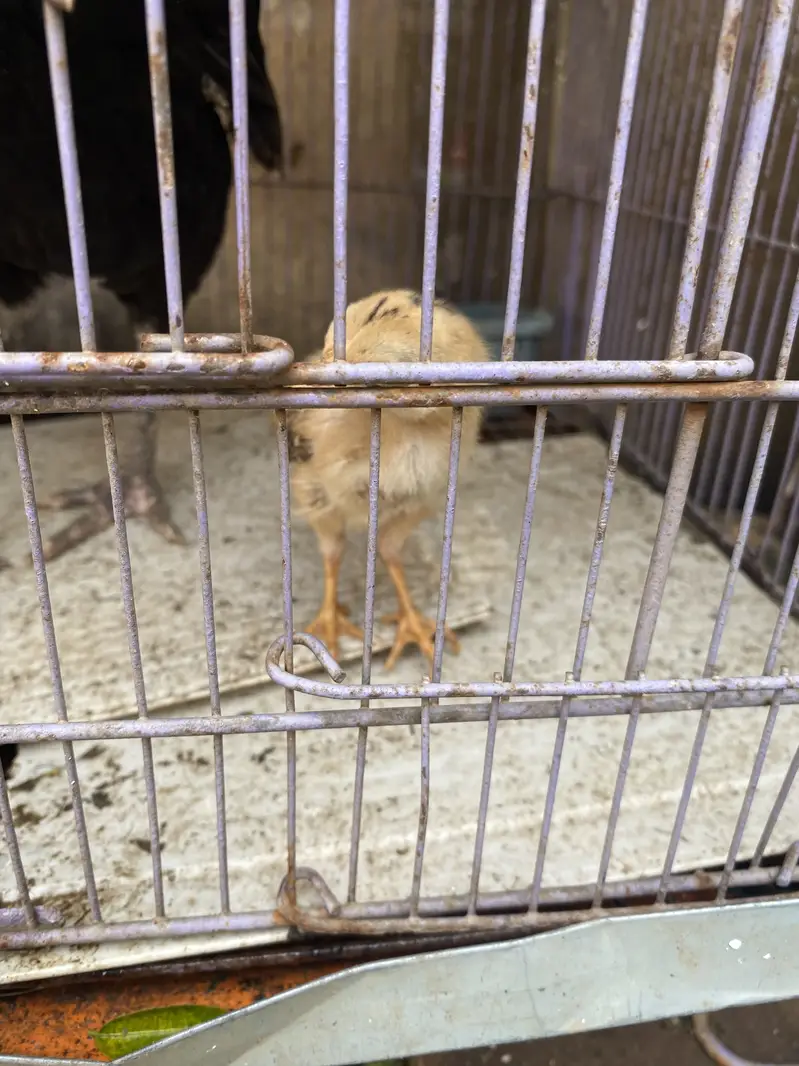 Hens for sale with two chicks hen desi ha bacha assell hain — photo 6