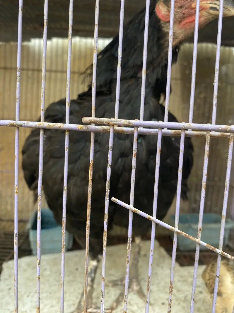 Hens for sale with two chicks hen desi ha bacha assell hain — photo 7