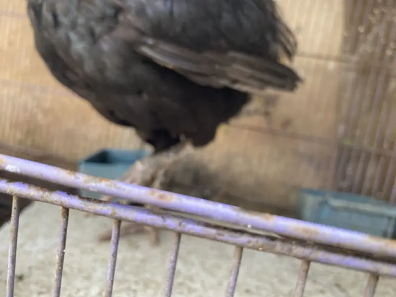 Hens for sale with two chicks hen desi ha bacha assell hain — photo 8