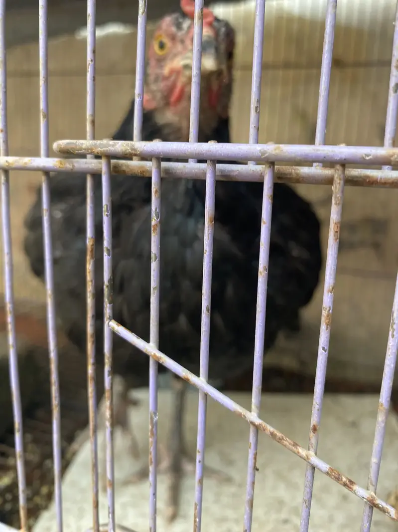 Hens for sale with two chicks hen desi ha bacha assell hain — photo 9