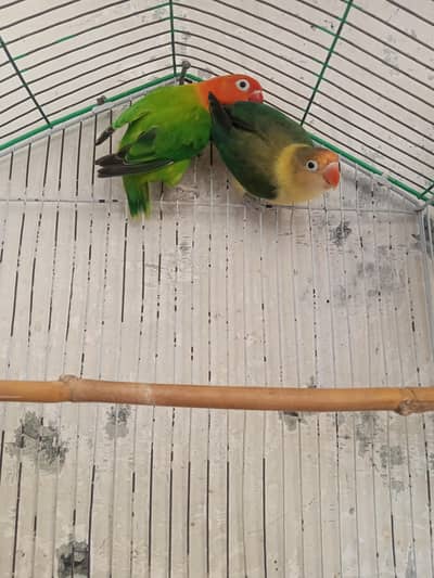 love birds pair eggs k lea ready ha