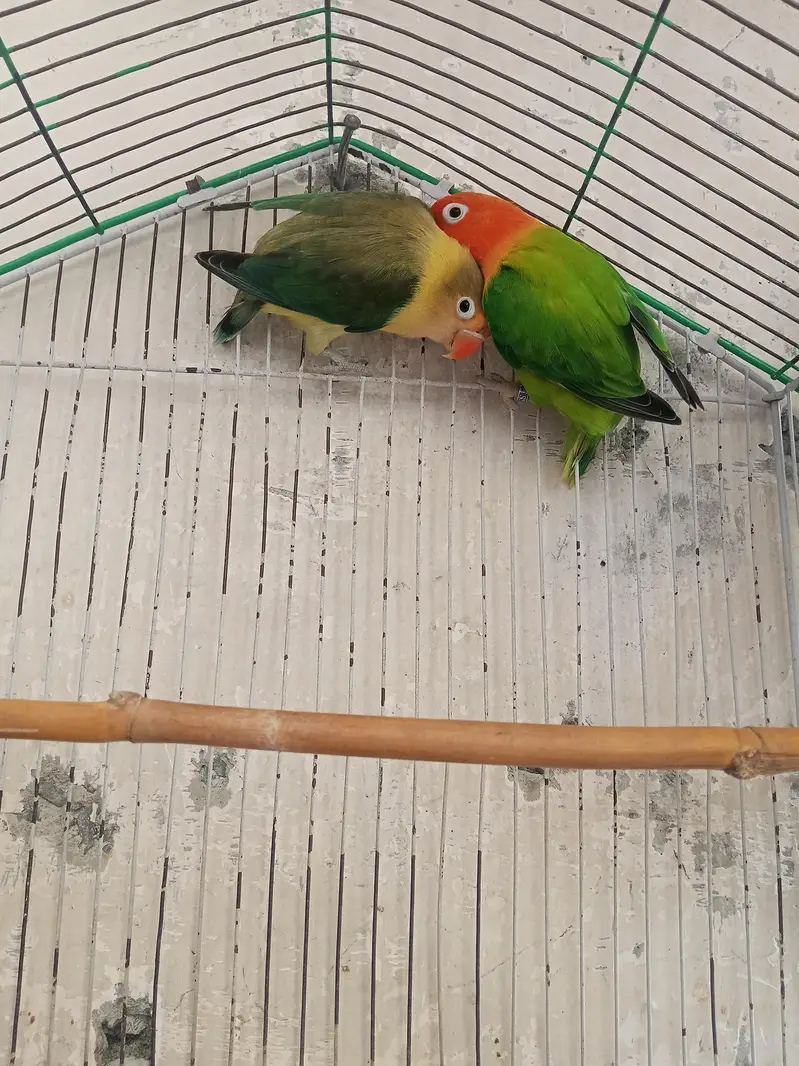 love birds pair eggs k lea ready ha — photo 2