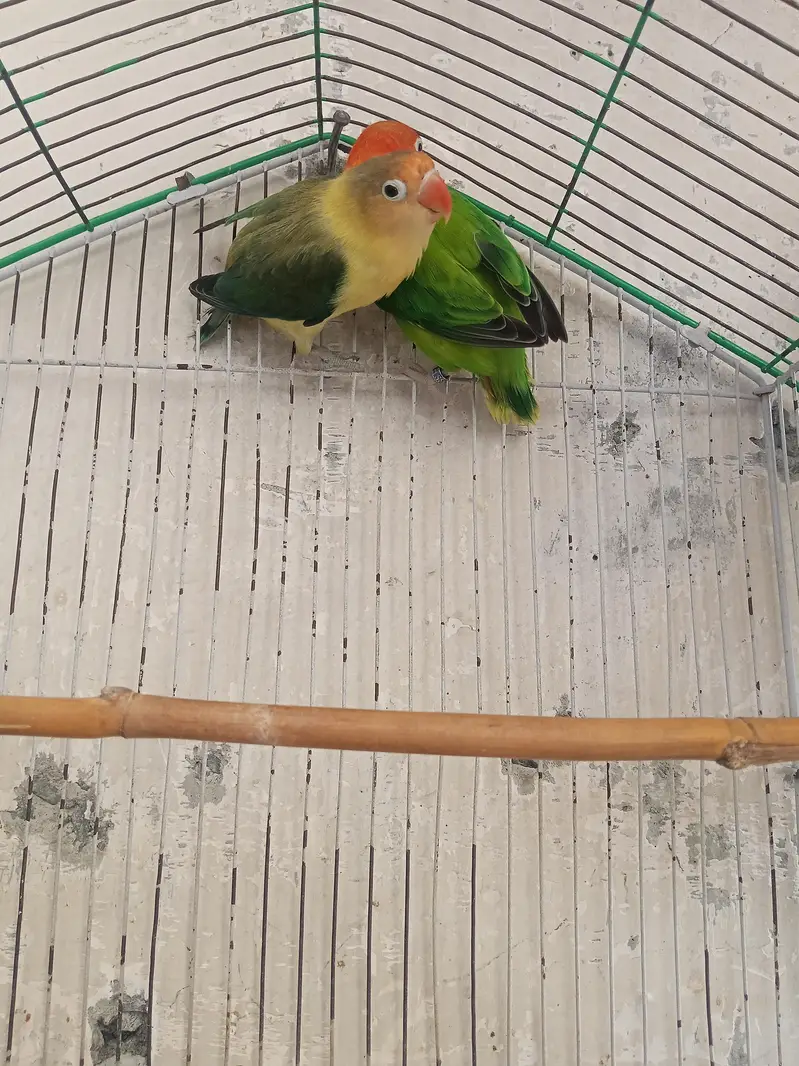 love birds pair eggs k lea ready ha — photo 3