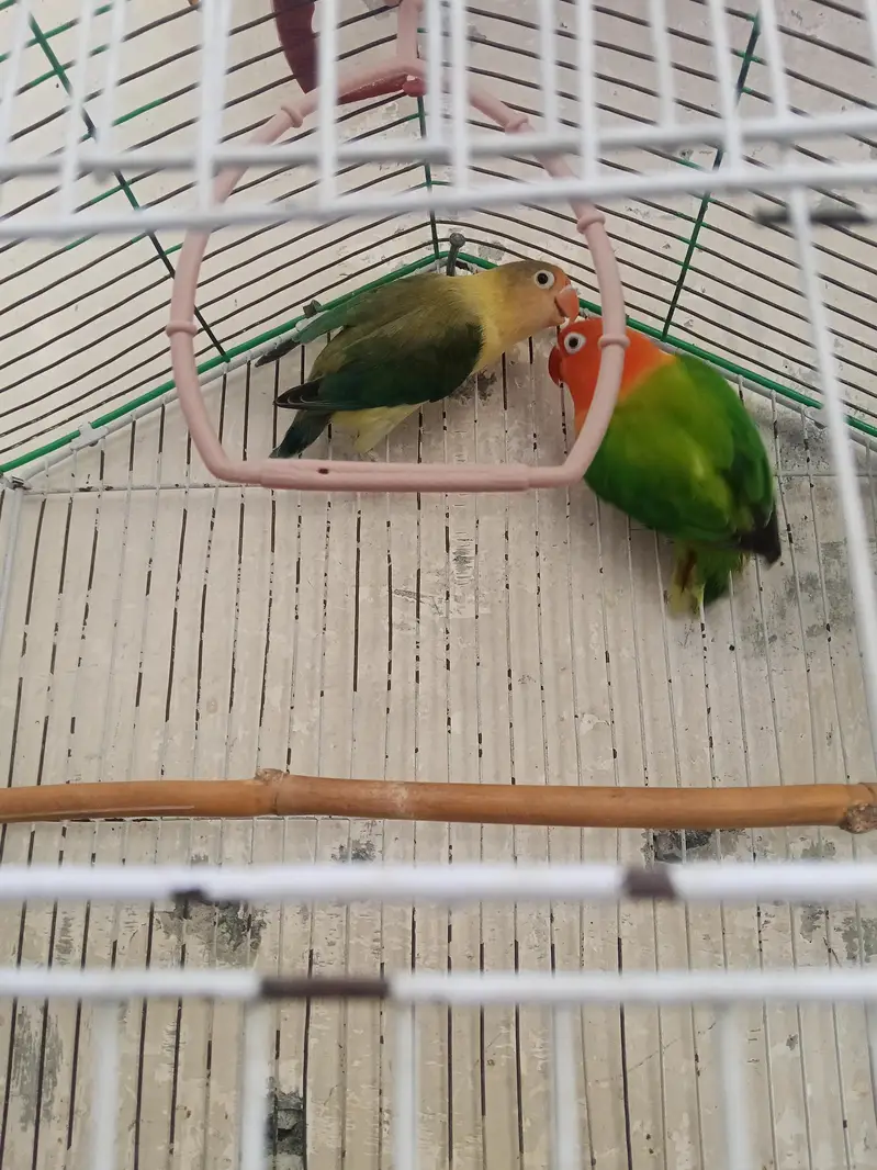 love birds pair eggs k lea ready ha — photo 4