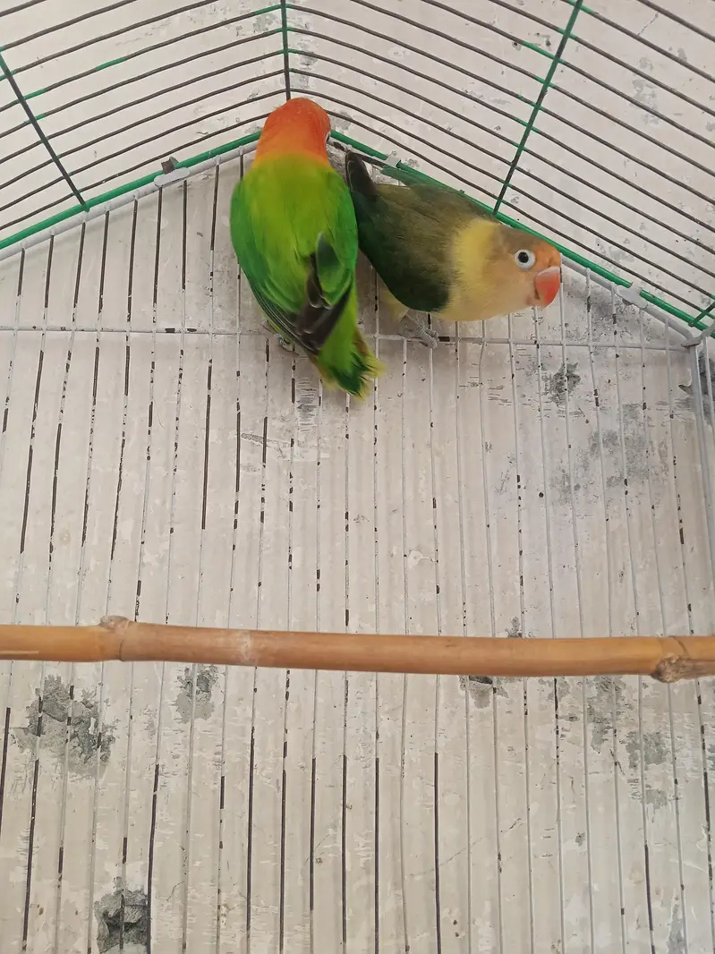 love birds pair eggs k lea ready ha — photo 5
