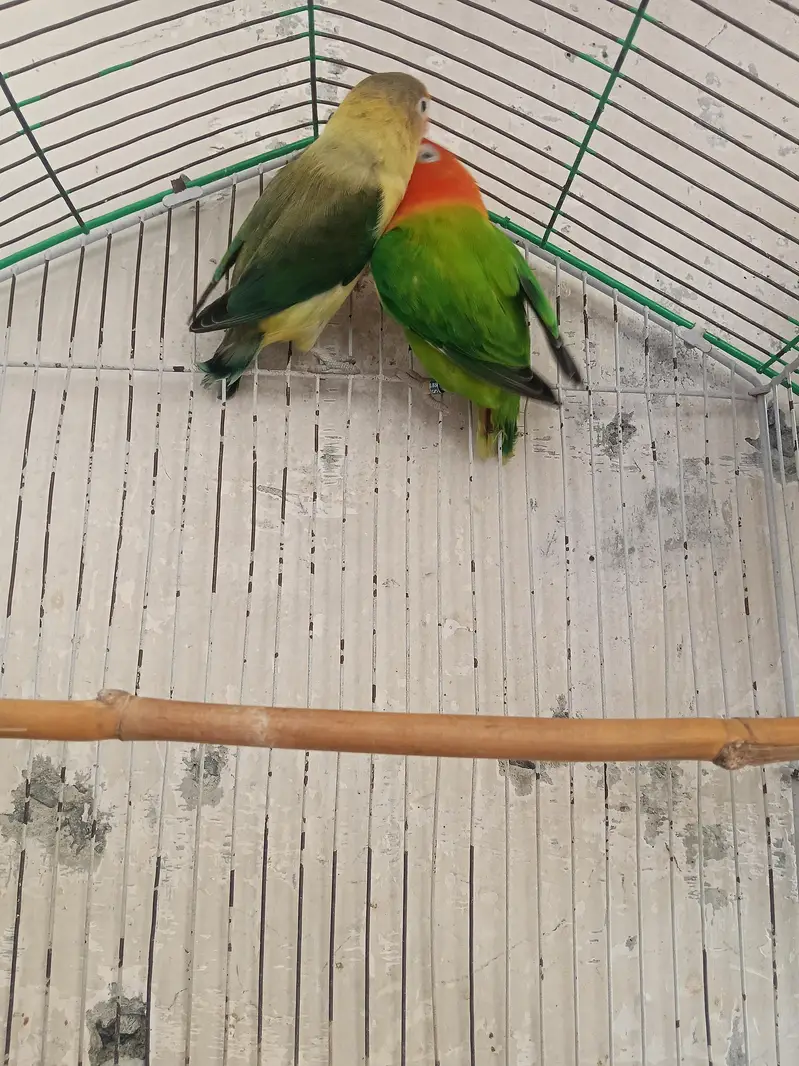 love birds pair eggs k lea ready ha — photo 6