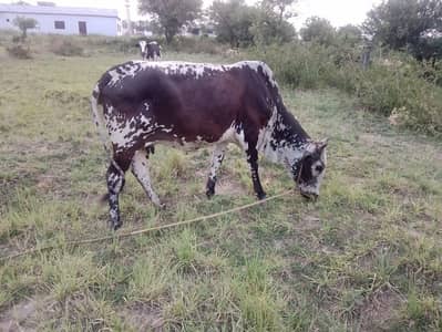Cow for sale