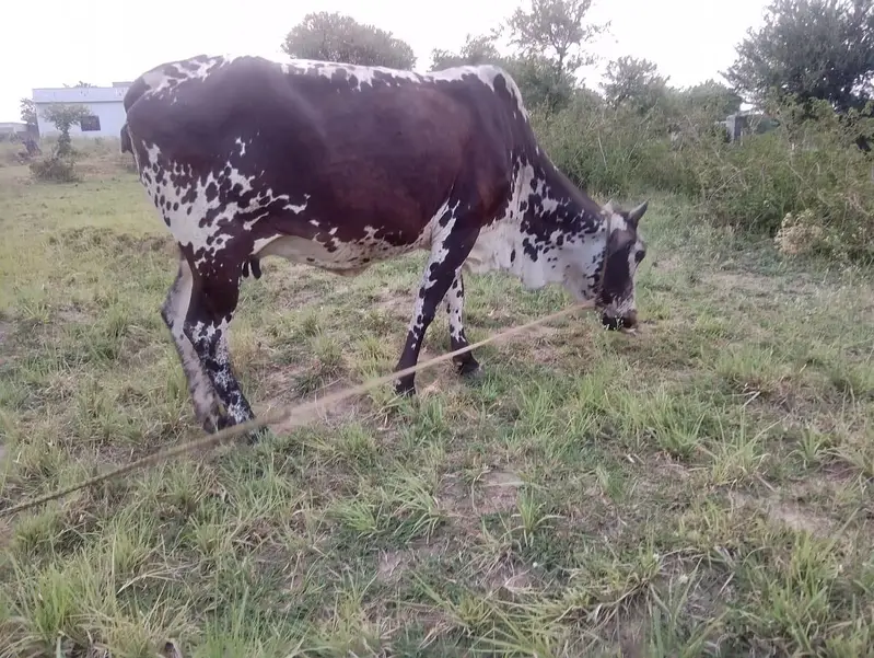 Cow for sale — photo 2