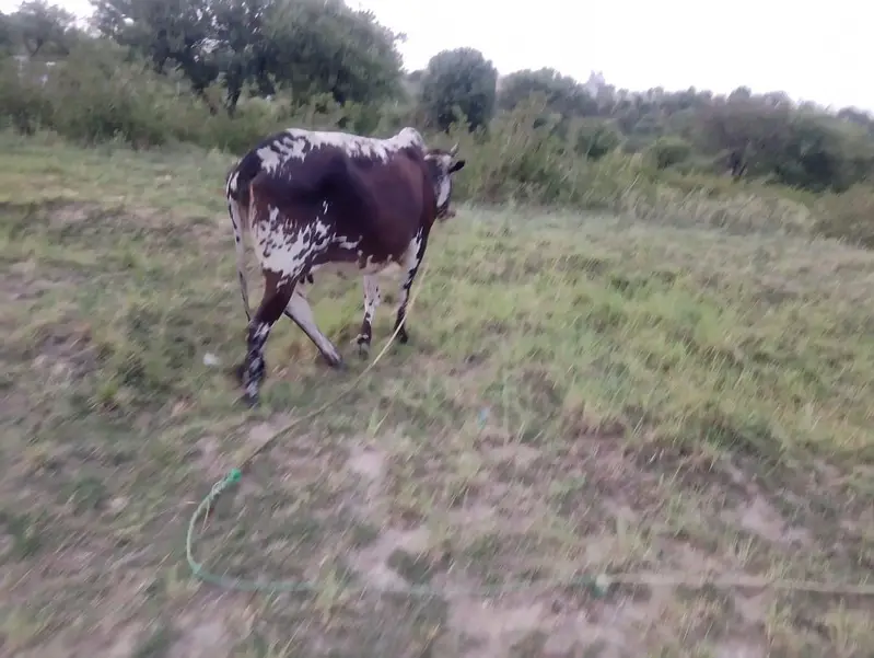 Cow for sale — photo 3