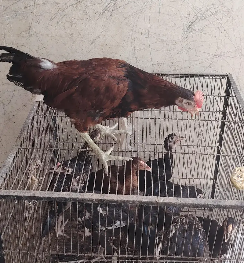 Aseel thai breed k bachy — photo 4