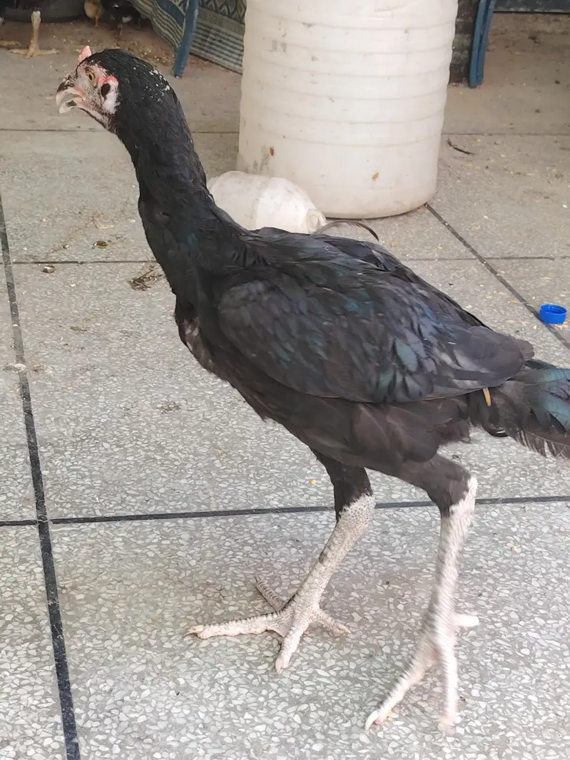 Aseel thai breed k bachy — photo 5