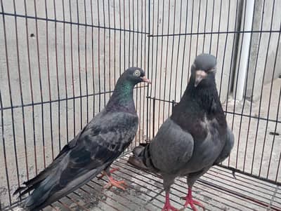 black teddy breeder pair for sale