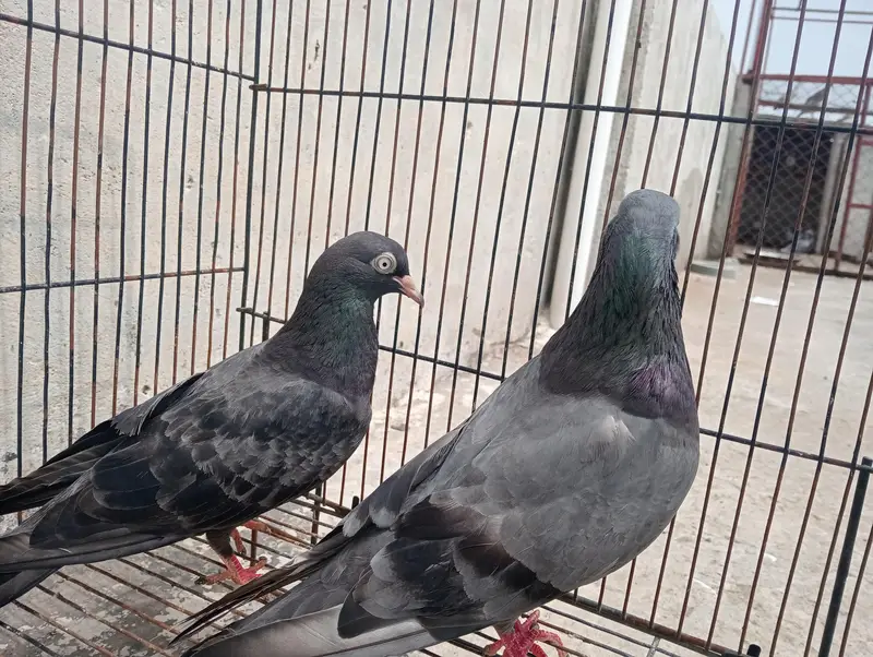 black teddy breeder pair for sale — photo 2