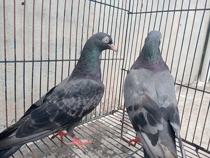 black teddy breeder pair for sale — photo 3