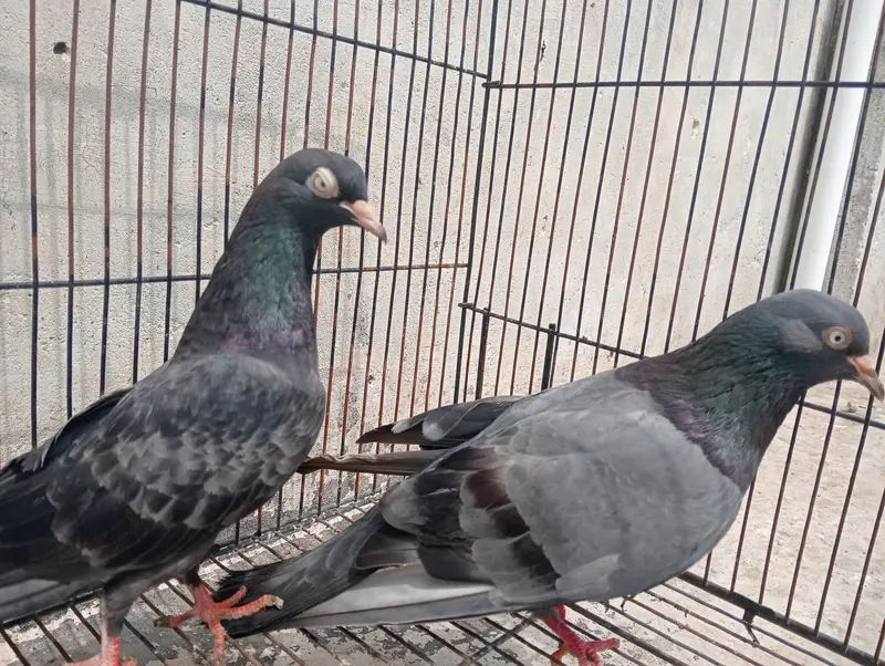 black teddy breeder pair for sale — photo 4