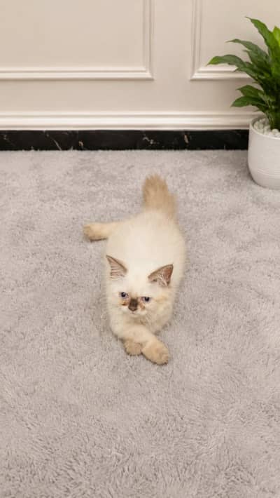 Cute Playful Himalayan Persian ragdoll Male kitten very cuddly