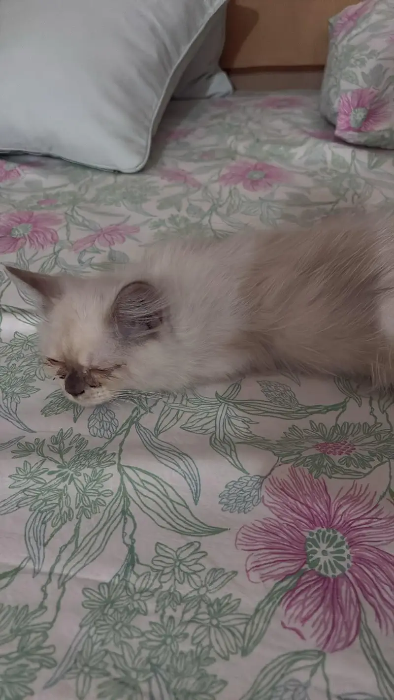 Cute Playful Himalayan Persian ragdoll Male kitten very cuddly — photo 2