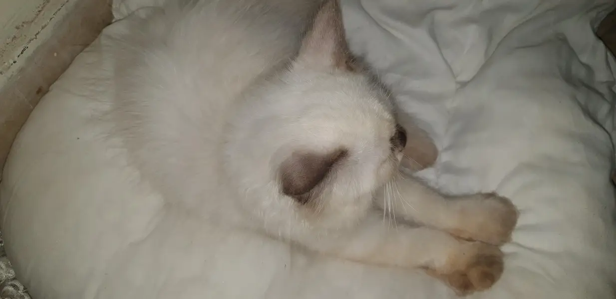 Cute Playful Himalayan Persian ragdoll Male kitten very cuddly — photo 3