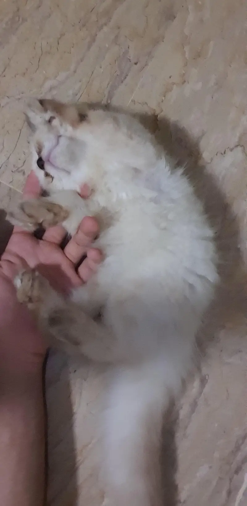 Cute Playful Himalayan Persian ragdoll Male kitten very cuddly — photo 4