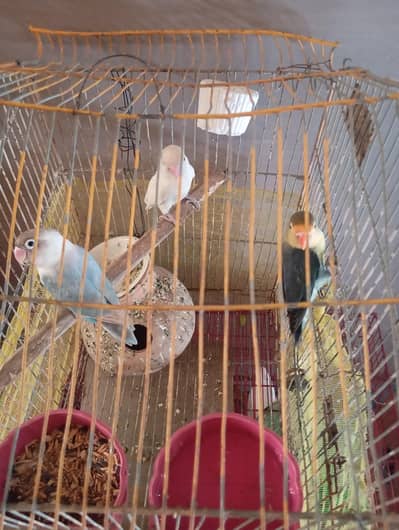 love bird mutation