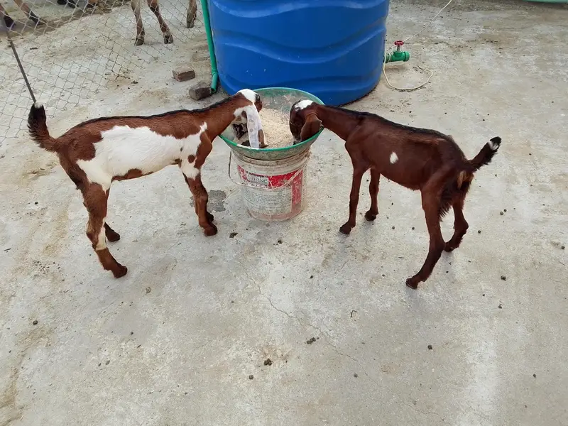 2 male — photo 2