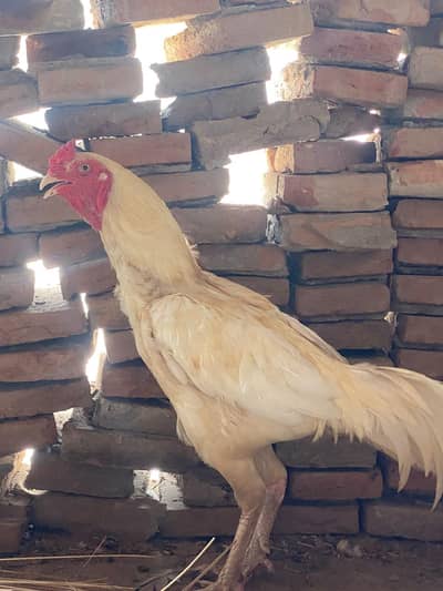 Aseel white murga for sale