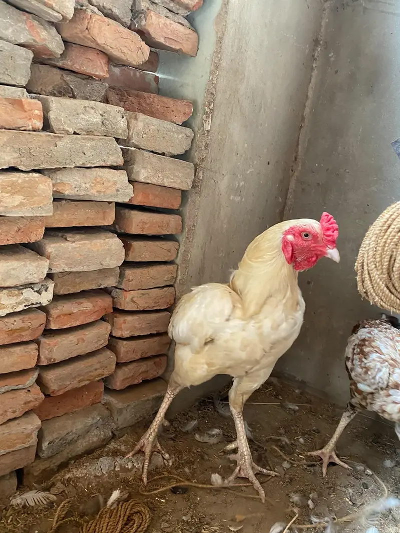 Aseel white murga for sale — photo 2