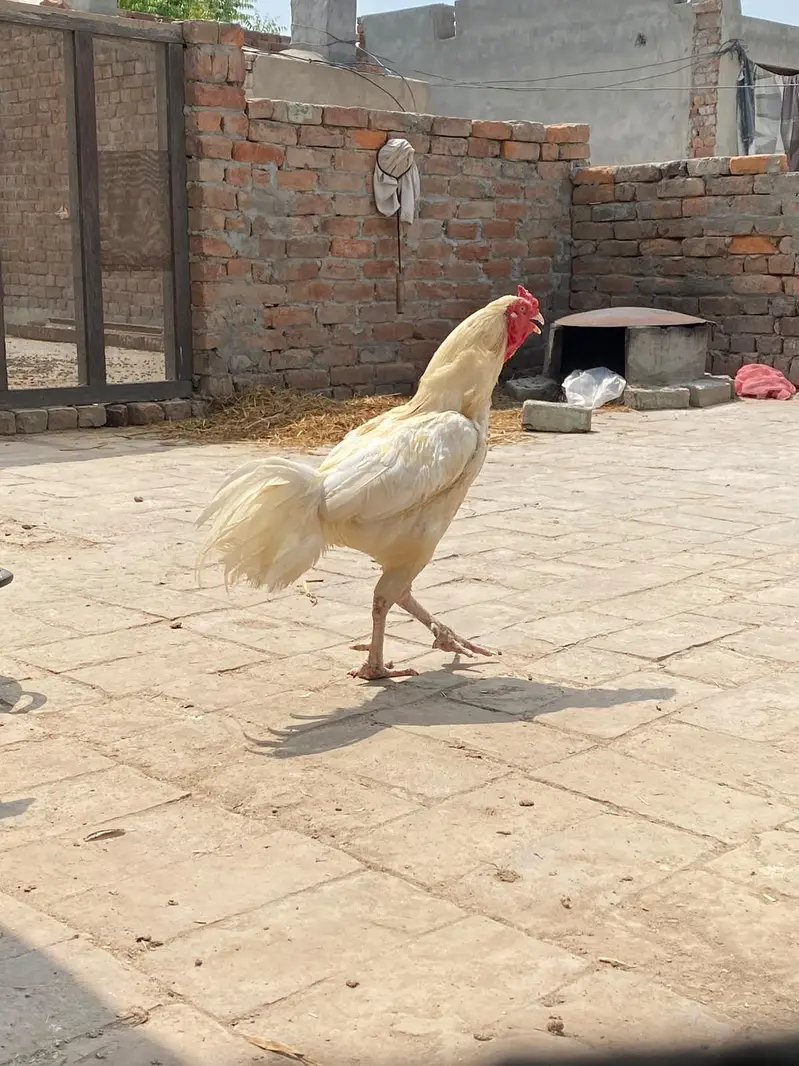 Aseel white murga for sale — photo 4