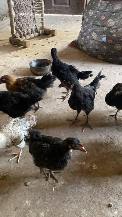 lohman black and mix chicks