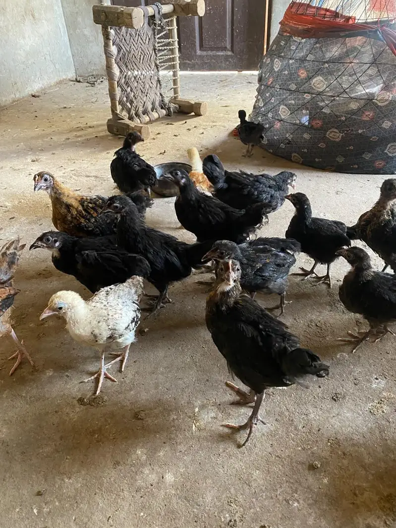 lohman black and mix chicks — photo 2