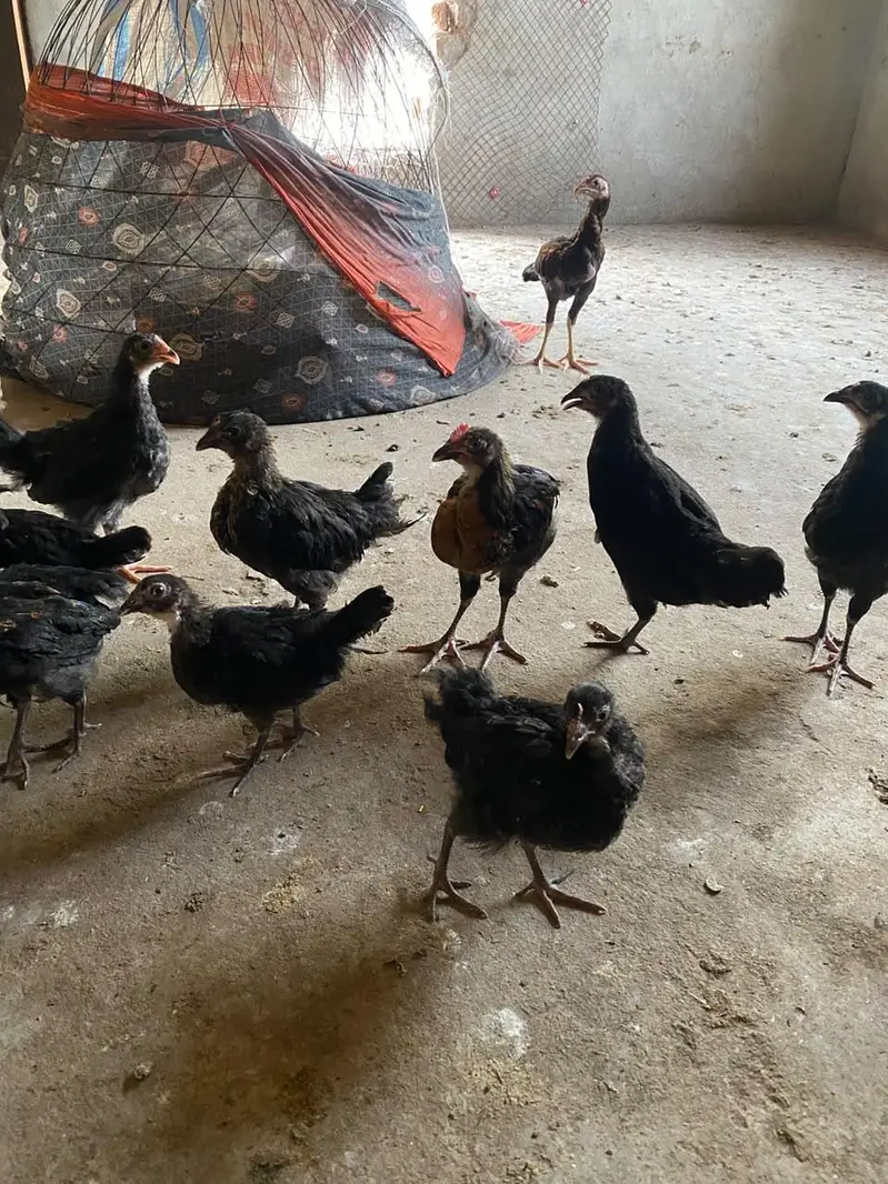 lohman black and mix chicks — photo 3