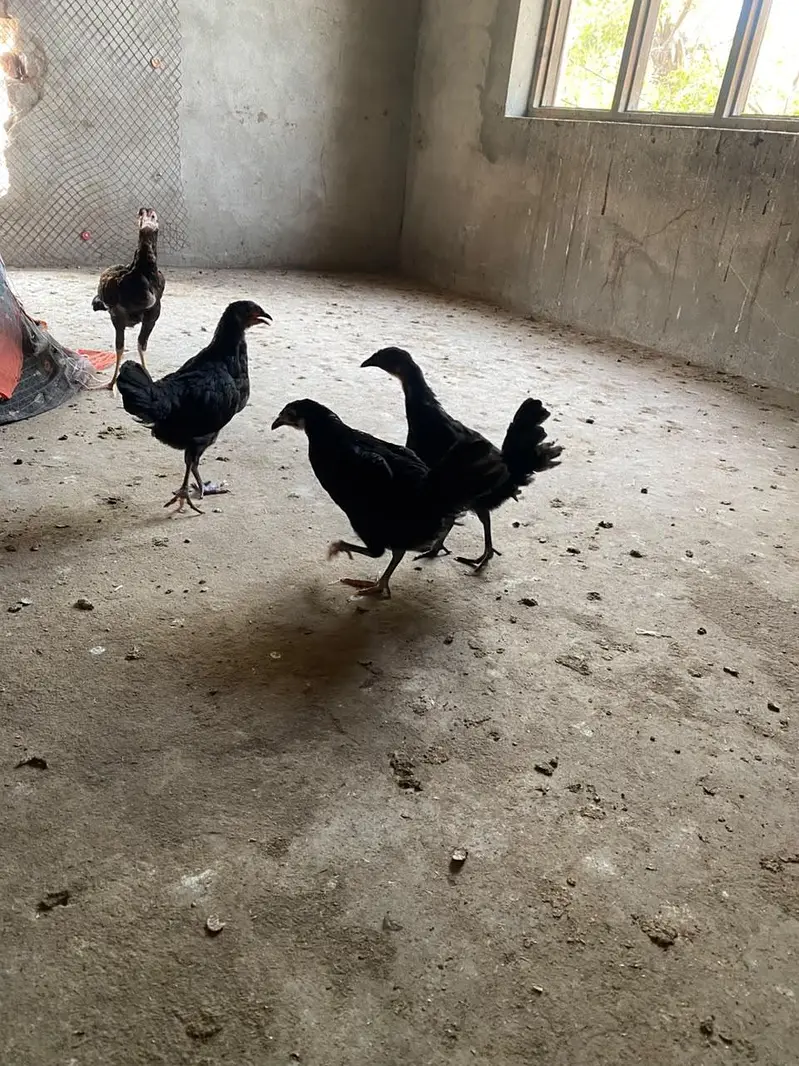 lohman black and mix chicks — photo 4
