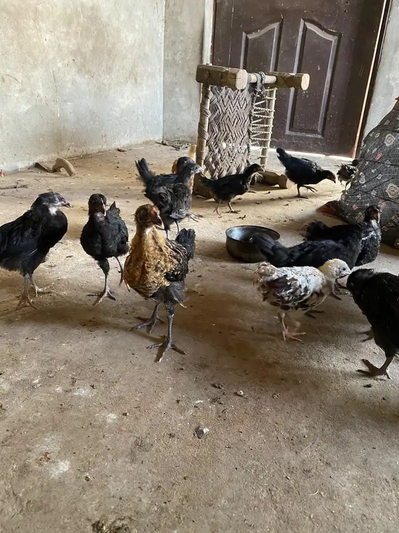 lohman black and mix chicks — photo 5