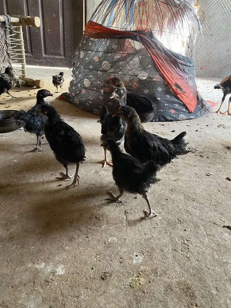 lohman black and mix chicks — photo 6