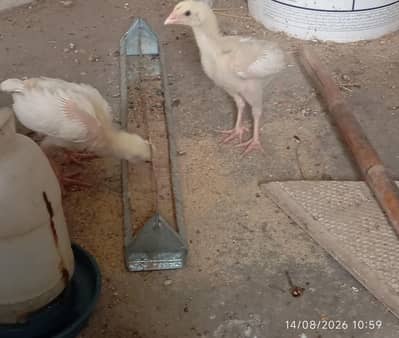 Heera Aseel chicks