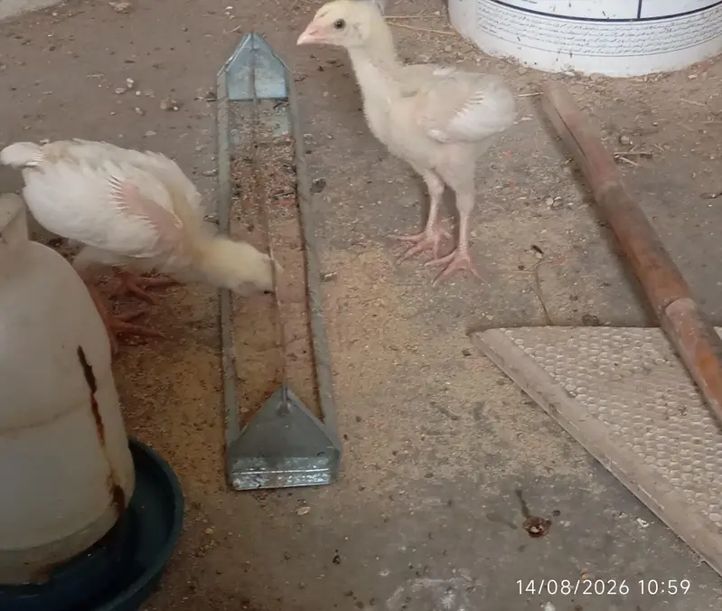Heera Aseel chicks