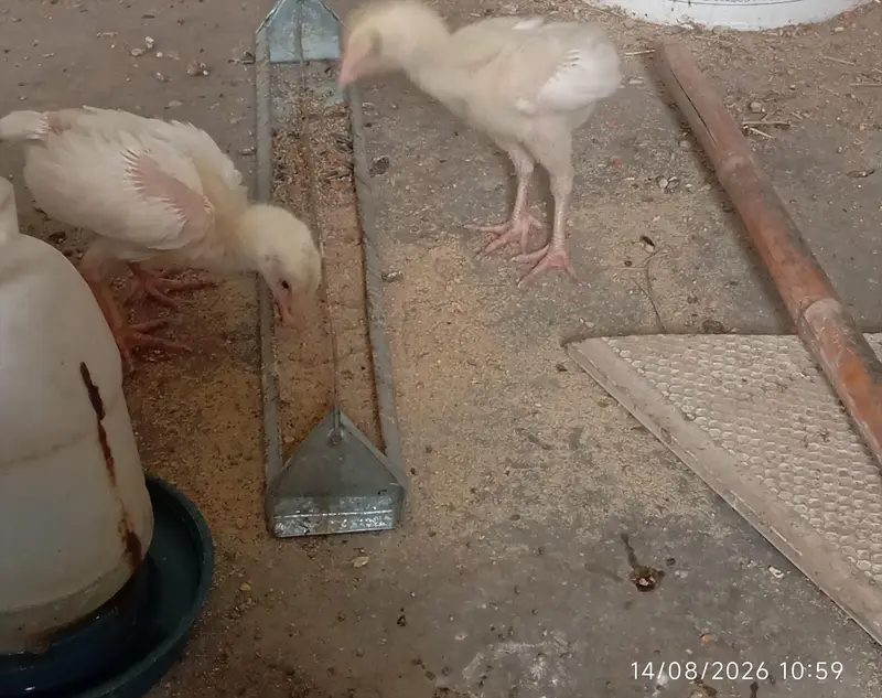 Heera Aseel chicks — photo 2