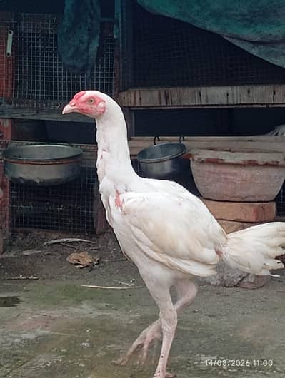 Heera Aseel chicks