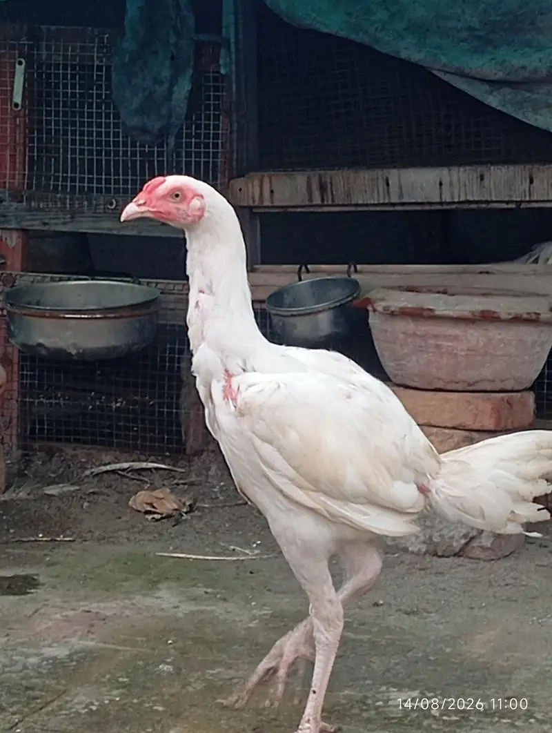 Heera Aseel chicks — photo 3