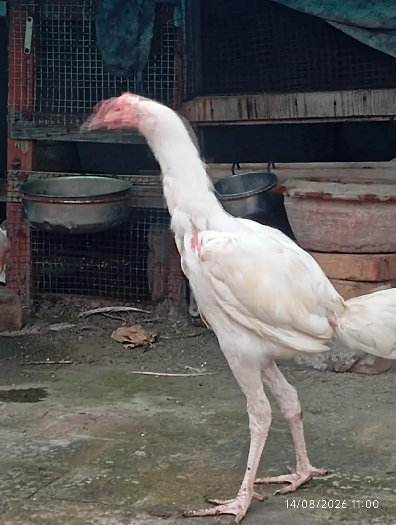 Heera Aseel chicks — photo 4