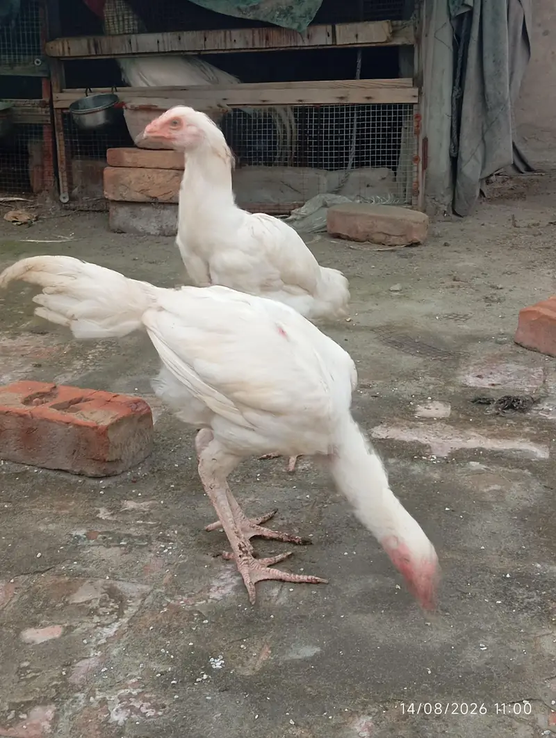 Heera Aseel chicks — photo 5